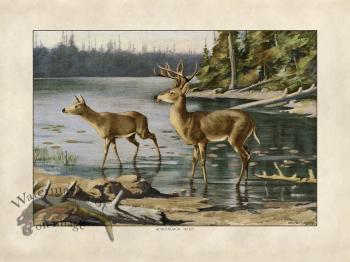 White Tail Deer by Kemp